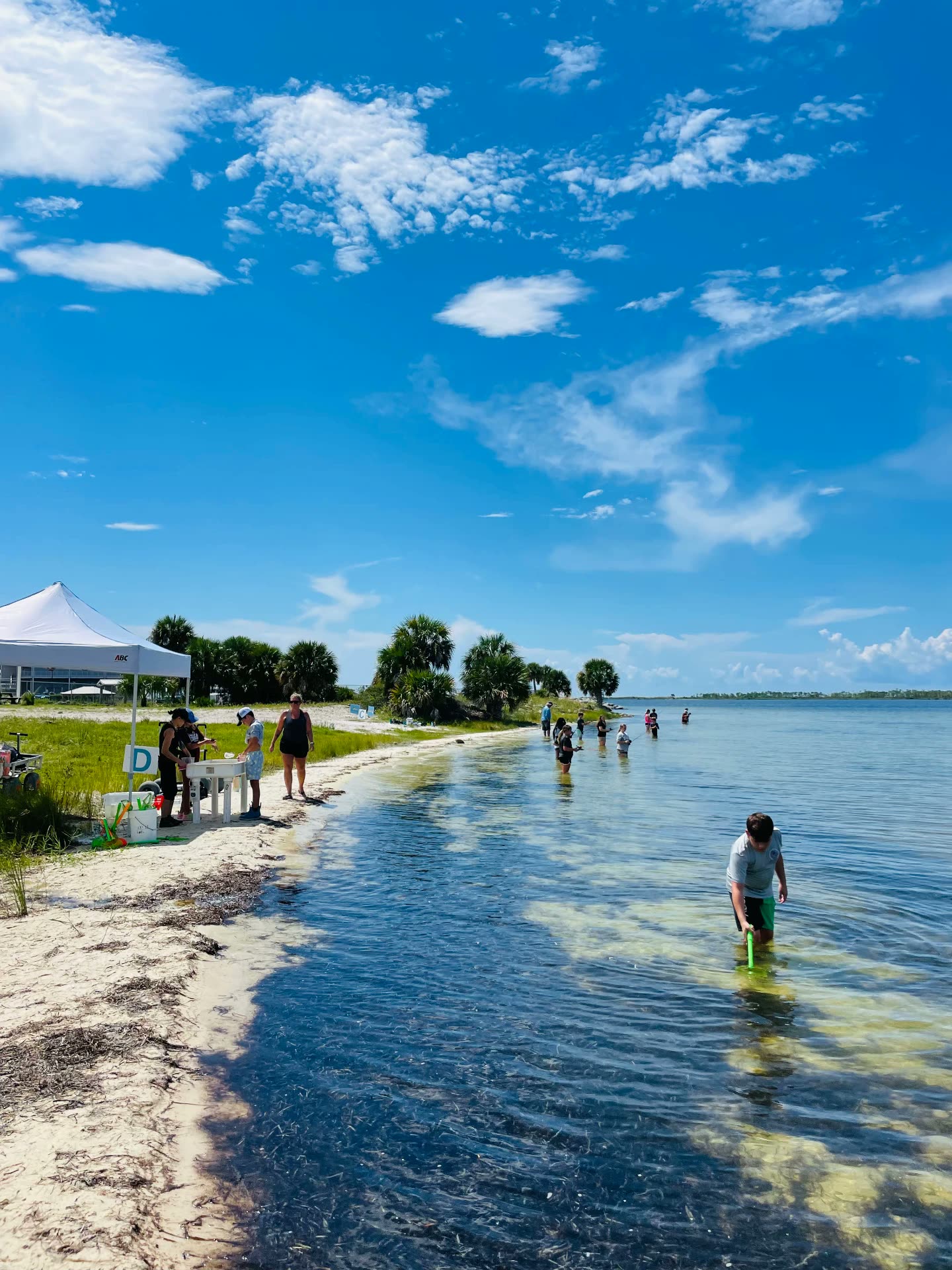 Students wading and sampling along a shallow seagrass shoreline